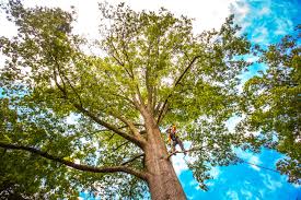 Best Tree Removal  in Marshall, MN